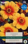 Dahlia Sunshine