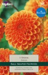Dahlia Sylvia