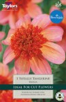 Dahlia Totally Tangerine