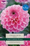Dahlia Wizard of Oz