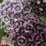 Dianthus barbatus 'Purple Crown'