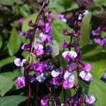 Dolichos Lab-lab (Hyacinth Pea)