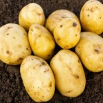 Potatoes Duke of York  2Kg