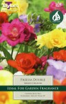 Freesia Double Mixed