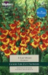Gladiolus Las Vegas