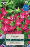 Gladiolus Vulcano