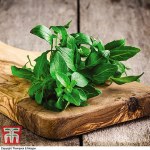 Organic Basil 'Classico'