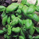 Basil 'Sweet Green'