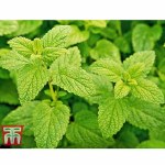 Lemon Balm