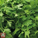 Parsley Gigante D'Italia Organic