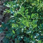 Parsley 'Titan' (Flat Leaved)