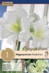 Hippeastrum Matterhorn 1 pk