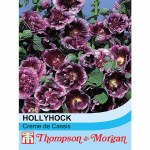 Hollyhock 'Creme de Cassis'