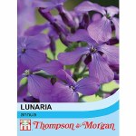 Lunaria annua