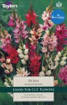 Ixia Mixed