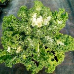 Kale 'Frost Byte' F1 Hybrid