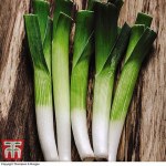 Organic Leek 'Carentan'