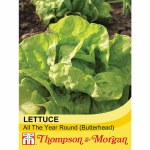 Lettuce 'All The Year Round' (Butterhead)