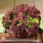 Lettuce 'Lollo Rossa' (Loose-Leaf)