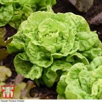 Lettuce 'Tom Thumb' (Butterhead)