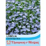 Lobelia erinus 'Cambridge Blue'