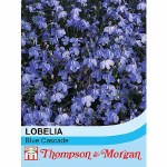 Lobelia erinus 'Blue Cascade'