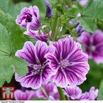 Malva sylvestris var. mauritiana 'Zebrina