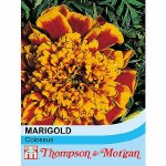 Marigold 'Colossus'