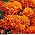 Marigold 'Fireball'