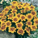 Marigold Naughty Marietta (French)