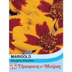 Marigold 'Naughty Marietta'