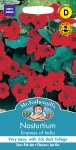 Nasturtium Empress of India