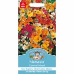 Nemesia Carnival Mixed