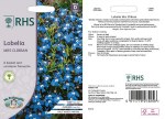 Lobelia Mrs Clibran