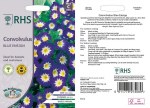 Convolvulus Blue Ensign