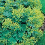Alchemilla mollis