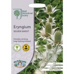 Eryngium Silver Ghost