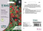 Salvia coccinea Lady in Red