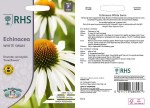 Echinacea White Swan
