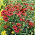 Helenium Helena Red Shades