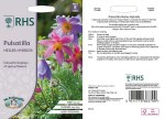 PulsatillaHeiler-Hybrids