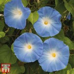 Morning Glory 'Heavenly Blue'