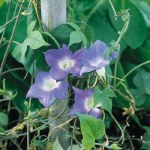 Morning Glory 'Mini Sky Blue'