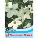 Nicotiana x sanderae 'Fragrant Cloud'