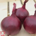 Onion 'Red Herald' F1 hybrid