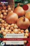 Onion Stuttgarter Giant