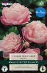 Paeonia Sarah Bernhardt