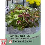 Painted Nettle (House Plant Seeds)