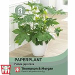 Paperplant (House Plant Seeds)