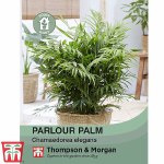 Parlour Palm (House Plant Seeds)